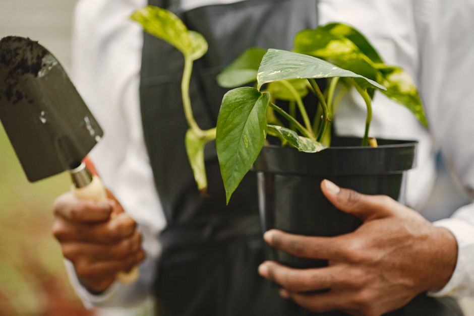A person holding a black plastic pot containing a healthy, green-leafed houseplant with broad, glossy leaves, while using a hand trowel to tend to the plant. The individual is dressed in a white long-