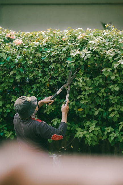 A person holding a black plastic pot containing a healthy, green-leafed houseplant with broad, glossy leaves, while using a hand trowel to tend to the plant. The individual is dressed in a white long-